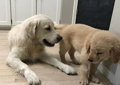 FW Golden Retrievers - Our Pack