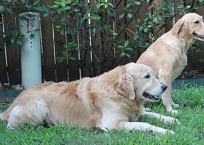 FW Golden Retrievers - Our Pack
