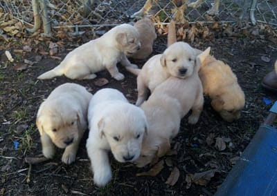 Puppies from Luna