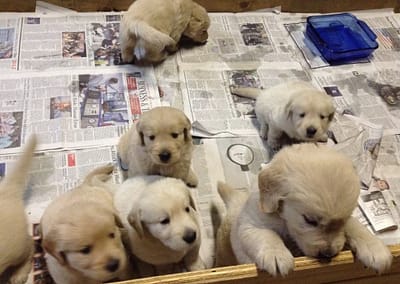 Pups from Echo