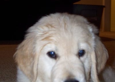 Cooper as a Puppy
