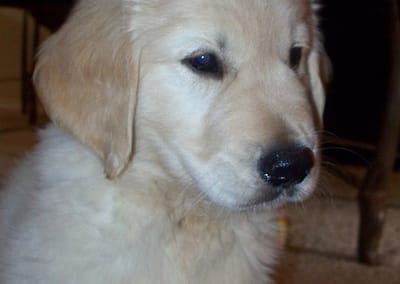 Cooper as a Puppy